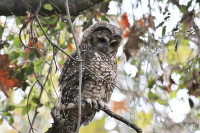 Spotted Owl Full Image