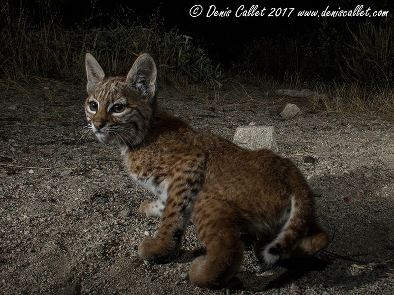 Baby Bobcat at Rosemont Preserve