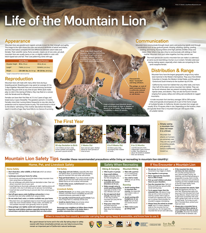 Life of a Mountain Lion Brochure