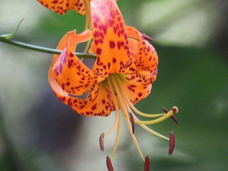 Humboldt Lily