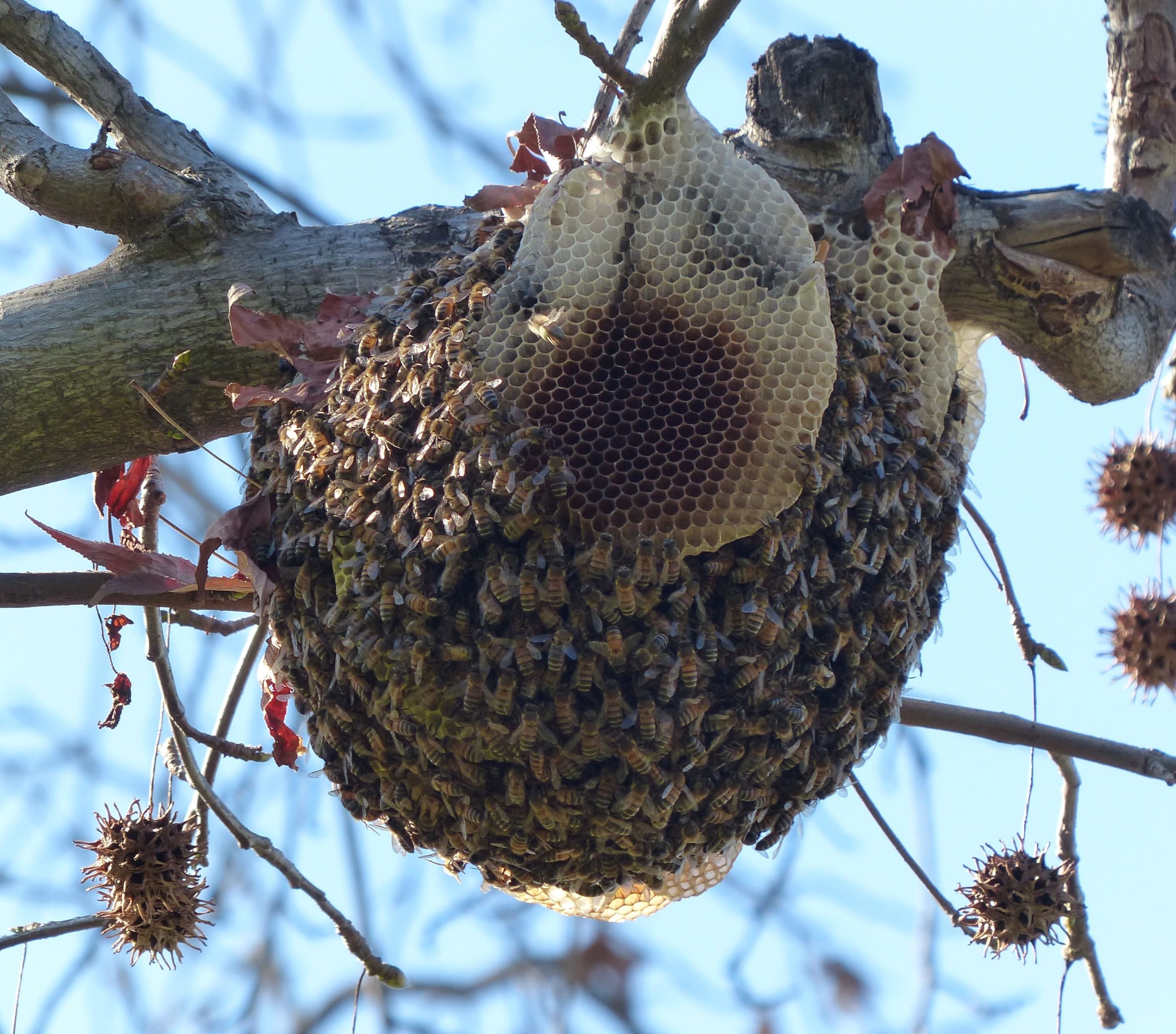 wild honey bee hive