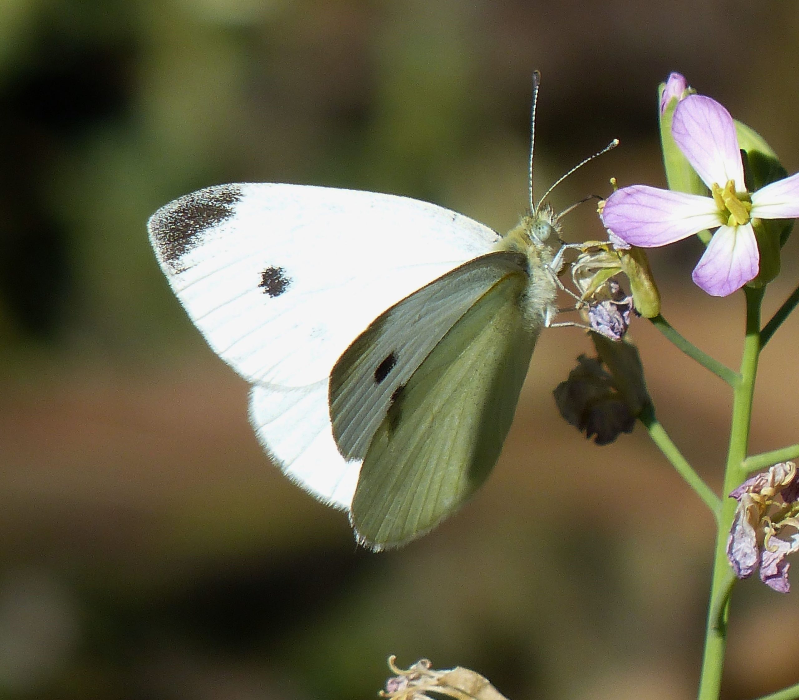 What does it mean if you keep seeing white butterflies?
