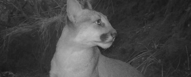 P97 Mountain Lion Killed on Freeway - Arroyos and Foothills Conservancy