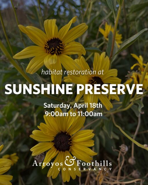 This Saturday, April 18th, join AFC at the Sunshine Preserve in Glendale! Join the community in restoring this open space.⁠
⁠
Please bring water and we recommend wearing pants, long sleeve shirts, and sturdy shoes. If available to you, we also recommend bringing a tool such as a shovel, hand pruner, or trowel.⁠
⁠
Registration is required for this volunteer event. You can sign up via our link in bio or by visiting arroyosfoothills.org/events⁠
⁠
For all news Sunshine Preserve, follow @thesunshinepreserve 🌞