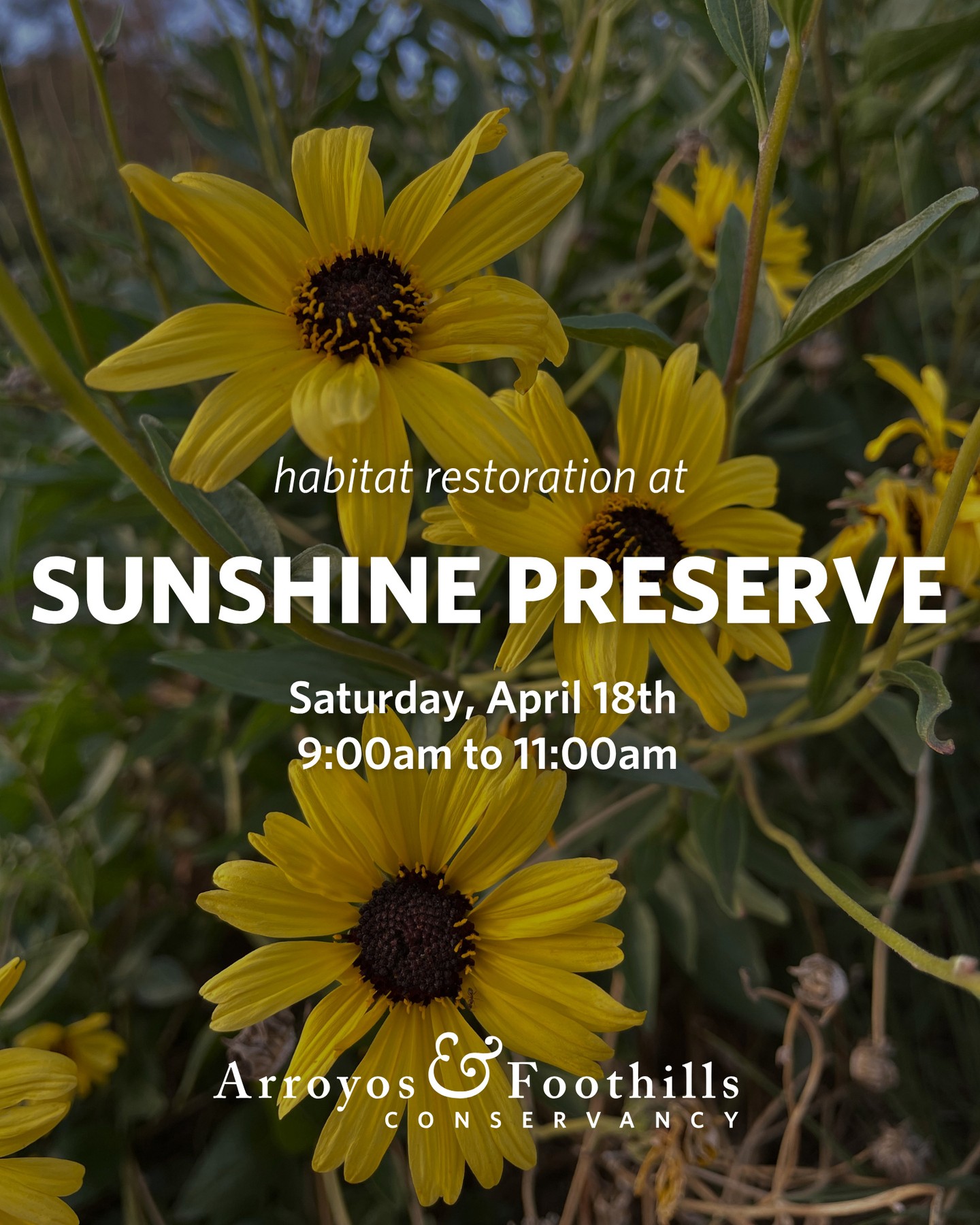 This Saturday, April 18th, join AFC at the Sunshine Preserve in Glendale! Join the community in restoring this open space.⁠
⁠
Please bring water and we recommend wearing pants, long sleeve shirts, and sturdy shoes. If available to you, we also recommend bringing a tool such as a shovel, hand pruner, or trowel.⁠
⁠
Registration is required for this volunteer event. You can sign up via our link in bio or by visiting arroyosfoothills.org/events⁠
⁠
For all news Sunshine Preserve, follow @thesunshinepreserve 🌞