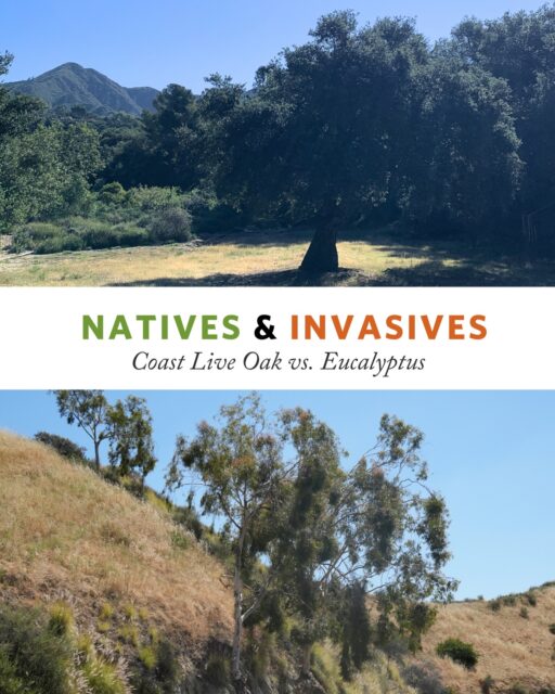 It would be challenging to find a species more ecologically generous than California’s coast live oak. Evergreen, drought tolerant, and fire resilient — these trees support hundreds of species of insects, birds, and small mammals, and have a longstanding, mutually supportive relationship with many groups of Indigenous Californians. 

Once abundant, oak woodlands in Southern California have suffered continued loss driven by development. In many cases, this native habitat has been replaced by invasive trees such as those in the genus Eucalyptus: originally planted for timber, shade, and profit, but offering far less to our native plants, wildlife, and cultural heritage.

On April 25th, from 9AM-11AM, the Sunshine Preserve is hosting a special restoration event: Oak Stewardship Day. Join us to learn more about caring for these special trees and contribute to the ongoing restoration of our beloved oak woodlands. Please visit our website (link in bio) for more details on this event and to sign up!