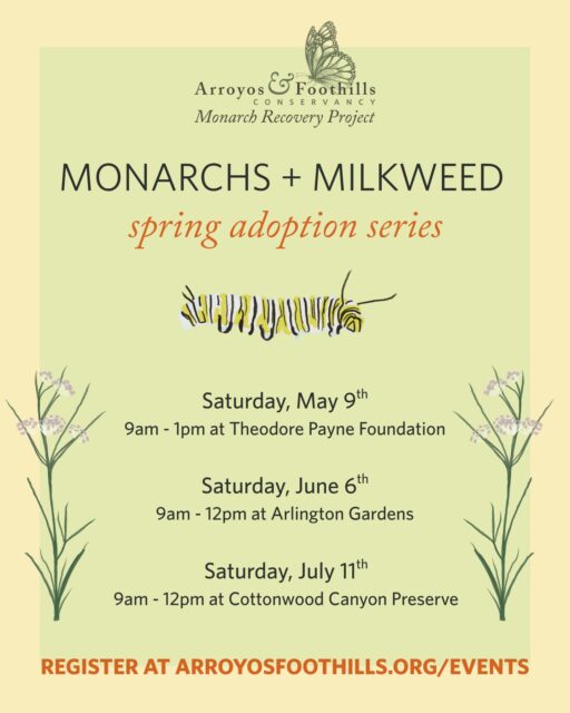 Each spring the majestic monarch butterflies embark on an epic journey. Leaving their overwintering sites in coastal California, they mate and lay eggs as they migrate east across the western U.S. towards the Rocky Mountains. Two to three generations are produced in the summer months. When fall rolls around the monarchs make their return journey to California's coasts. There, they spend the colder winter months gathering together in groves of trees.⁠
⁠
Since the 1980's this awe-inspiring migration has become more and more perilous. Habitat loss, climate change, and pesticides have gravely impacted these butterflies and their populations have dropped by 95%.⁠
⁠
But, there is hope for monarchs — and it begins with all of us! Milkweed is the only plant they lay their eggs on and the most effective action we can take is to plant more of it. With every milkweed we plant, we provide a beacon and rest stop for these butterflies. Join the effort to save the monarchs by participating in our Monarch Recovery Program! ⁠
⁠
For the next three months we're hosting our milkweed adoptions where you can take home free milkweed plants. For this series, we're collaborating with our friends @theodorepayne and @arlingtonpasadena ⁠
Visit our link in bio to learn more and to register!