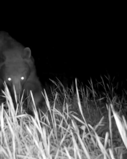 A nighttime visit to Rosemont Preserve from a CA black bear. ⁠
⁠
🎥: Denis Callet @deniscallet⁠
⁠
#trailcamtuesday #bear #rosemontpreserve #arroyosfoothillsconservancy