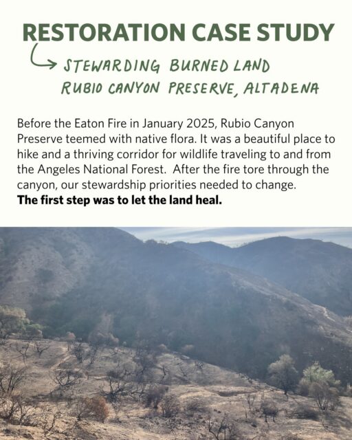 The health of our local ecosystems depend first on land conservation, and then on the long-term stewardship that follows. In this restoration case study you’ll read how our restoration work adapts to the evolving condition of our Preserves — which, like Rubio Canyon, can change overnight. 

Before the Eaton Fire tore through Rubio Canyon Preserve in January 2025, AFC and the Friends of Rubio regularly maintained hiking trails and removed invasive plants. We were also working on a long-term project to develop an outdoor education center at the Preserve. But after the fire, the needs of the land changed, and so did our stewardship tactics. 

Please consider donating today to help sustain our work. Your support ensures we can rise to the challenges. Visit our link in bio to donate today.