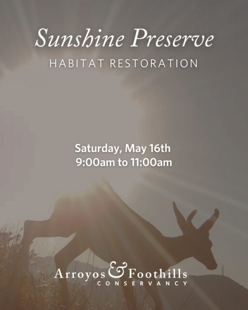 This Saturday, May 16th, join AFC at the Sunshine Preserve in Glendale. Help restore this open space with and for the community (of people and wildlife!)⁠
⁠
Please bring water and we recommend wearing pants, long sleeve shirts, and sturdy shoes. If available to you, we also recommend bringing a tool such as a shovel, hand pruner, or trowel.⁠
⁠
Registration is required for this volunteer event. You can sign up via our link in bio or by visiting arroyosfoothills.org/events⁠
⁠
For all news Sunshine Preserve, follow @thesunshinepreserve 🌞⁠