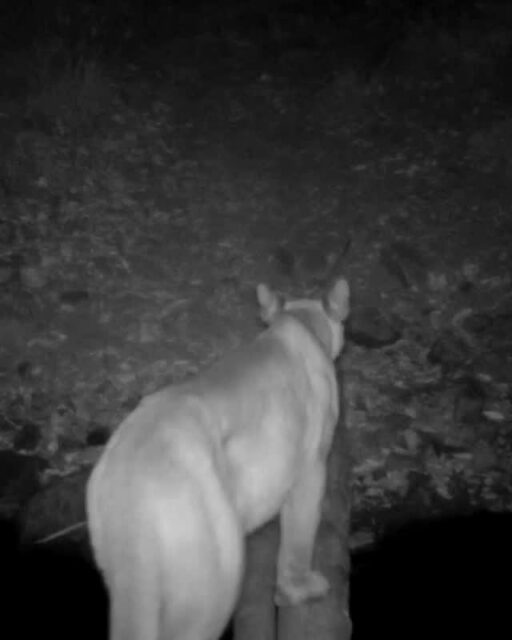 A mountain lion we recently captured on our Millard Canyon Preserve trail camera. 🐾 Millard is a post-fire sanctuary for wildlife in Altadena. In an area surrounded by development and human activity, it's a place of refuge for animals traveling through the area. In this video you can hear and see the rushing stream that is so vital to the sensitive species that call Millard home. ⁠
⁠
#trailcamtuesday #mountainlion #puma #millardcanyon #altadena #altadenawildlife #arroyosfoothillsconservancy