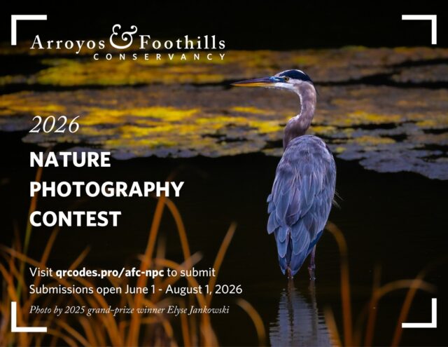 Calling all photographers! 📸 🎞 🤳⁠
⁠
It's time to start gathering all your best photographs of the wild world - AFC's 2026 Nature Photography Contest begins in ONE week! ⁠
⁠
Visit our link in bio to read the rules and see winners from the last 2 contests. We're looking for your best shots of flora and fauna, landscapes, people in nature, and conceptual images with wildlife and nature as your subject. ⁠
⁠
Our judges this year include:⁠
🌿 Denis Callet, wildlife camera trap photographer and videographer @deniscallet⁠
🌿 Althea Edwards, artist and photographer @edwards.althea⁠
🌿 Neal Parekh, wildlife photographer and past category & grand prize winner of AFC's photo contest @nealparekhphotography⁠
⁠
The submission portal opens on June 1st! This contest has no entry fee and all photographers of any skill level are encouraged to apply! Eligible photographs must be taken within the last five years in Southern California.