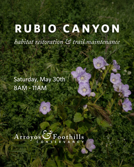 This Saturday, join AFC and the Friends of Rubio Canyon in Altadena! Help maintain the trails at Rubio Canyon Preserve for safe public access, restore impacted areas, and care for this unique and ecologically important landscape.⁠
⁠
Please bring water, sunscreen, and work gloves. We recommend wearing pants, long sleeves, and sturdy shoes. If available, feel free to bring any of the following tools: McLeod, shovel, bow rake, pick mattock, folding saw, and loppers. Other tools and equipment will be available.⁠
⁠
Visit our link in bio for meeting location and to register for this event. ⁠
⁠
