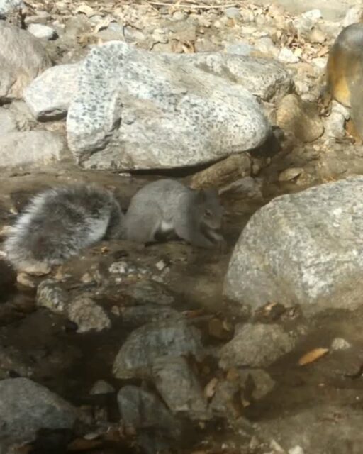 We love seeing the western gray squirrel on our Preserve cameras - their presence indicates a healthy and intact habitat! ⁠
⁠
#trailcamtuesday #westerngraysquirrel #squirrel #millardcanyon  #altadena #altadenawildlife #arroyosfoothillsconservancy