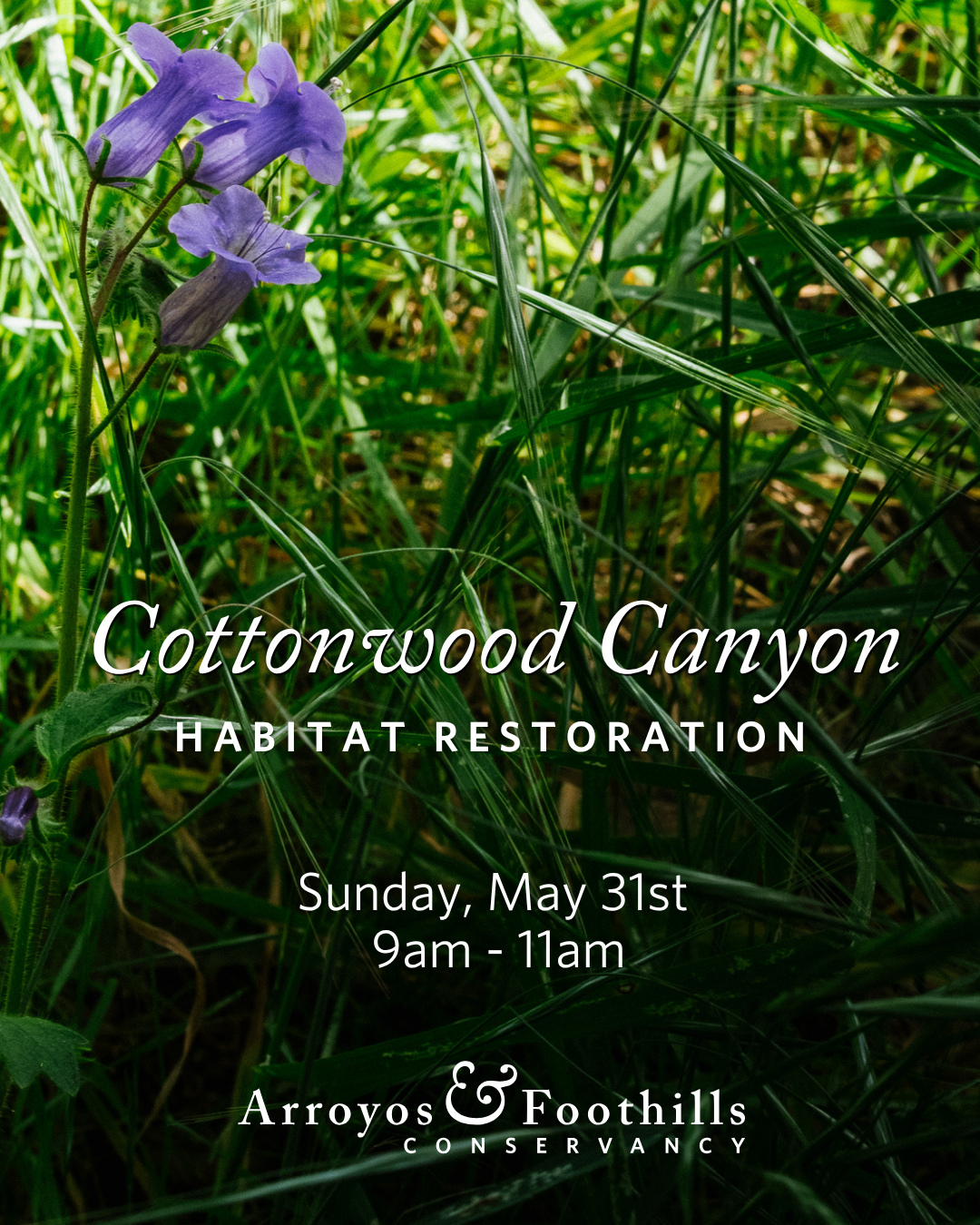 This Sunday, May 31st, help restore habitat at Cottonwood Canyon in Pasadena! We'll be working to ensure this beautiful area remains a thriving, healthy wildlife corridor. ⁠
⁠
Volunteers will meet at 9am - please bring work gloves and water, and wear sturdy shoes.⁠
⁠
Please register through the link in our bio. Thanks for supporting urban conservation!
