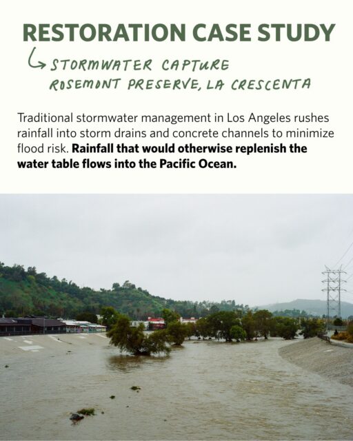 What if the same project that protects wildlife in the foothills could help Los Angeles waste less water? Too often conservation is framed in opposition to infrastructure, but we don’t see it that way. Our bioswale at Rosemont Preserve demonstrates why!

Organizations and individuals seeking inexpensive ways to more sustainably capture stormwater can look to this project’s success for inspiration.

Projects like this take years of planning, partnerships, hands-on preparation, and ongoing stewardship. A donation from you today ensures we can continue to protect habitat and make our region more resilient. 

Visit our link in bio or qrcodes.pro/afc-donate to support our work today.