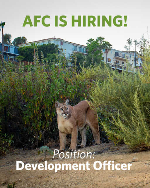 Join our team and help save habitat for wildlife!⁠
⁠
We're seeking a Development Officer to help build and sustain our fundraising program. This is AFC’s first dedicated staff development position, offering a unique opportunity for a mission-driven individual to shape the future of development from the ground up!⁠
⁠
🐾 Full time, hybrid position (Los Angeles)⁠
🌱 Start Date: July 1st⁠
⁠
⁠
Visit our link in bio to learn more about the position, or send this to someone you know!⁠
⁠
Photo by Roy Dunn