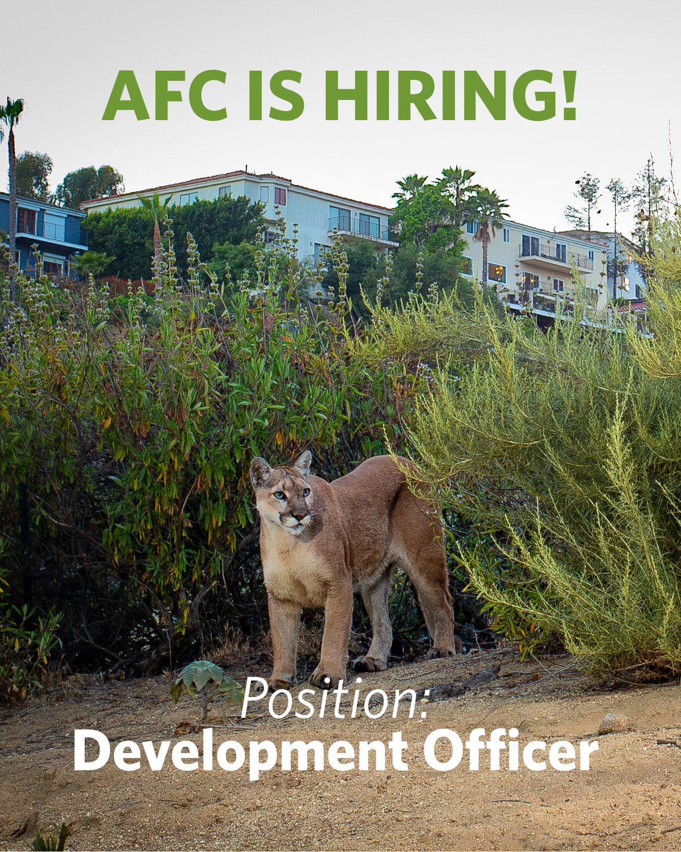 Join our team and help save habitat for wildlife!⁠
⁠
We're seeking a Development Officer to help build and sustain our fundraising program. This is AFC’s first dedicated staff development position, offering a unique opportunity for a mission-driven individual to shape the future of development from the ground up!⁠
⁠
🐾 Full time, hybrid position (Los Angeles)⁠
🌱 Start Date: July 1st⁠
⁠
⁠
Visit our link in bio to learn more about the position, or send this to someone you know!⁠
⁠
Photo by Roy Dunn