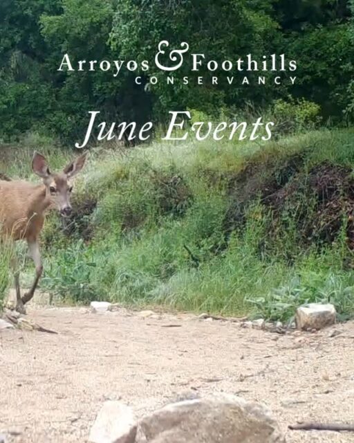 Enjoy June's cool, gray mornings in the beautiful foothills! We hope to see you this month at a habitat restoration, Rosemont Preserve open gate, milkweed giveaway, or one of our community gatherings. We have fun opportunities for everyone to get connected to nature!
⁠
In addition to extra mid-week restoration opportunities, you can attend a milkweed giveaway at Arlington Garden or a summer solstice celebration at Sunshine. Plus, at the end of the month, our Urban Conservation Fellow Daniela is leading an event focused on connecting the BIPOC community through nature!⁠
⁠
Visit our link in bio for more information about all these events. See you this month!