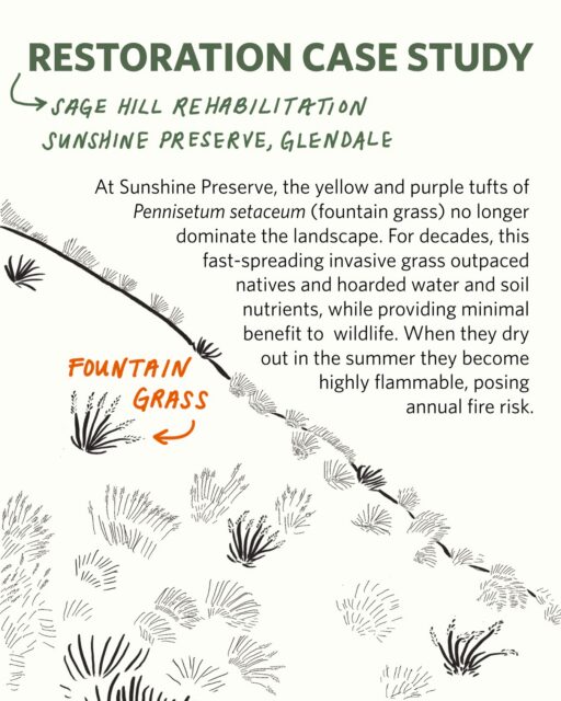 Across Los Angeles hillsides, the yellow and purple tufts of fountain grass is an all too familiar sight. What to the unassuming eye may be a beautiful, natural part of our landscape is actually an alarming threat 🌾

But, at Sunshine Preserve, a targeted restoration effort transformed a fire-prone hillside into a mosaic of biodiversity. Sunshine’s restoration case study shows how with care and commitment an ecological loss can evolve into long-term resilience. 

Please consider making a donation to AFC today - your generosity allows us to sustain this vital work. Plus, if you donate today your donation will be matched dollar for dollar by a group of generous AFC supporters!

Link in our bio to support our mission or visit qrcodes.pro/afc-donate ❤️

Thank you Linda Zinn, Judy and Randy Wilson, Cal and Jeannette Hollis, Chris and Geoffrey Bremer, The Privett-Mendoza Family, Laurie Barlow, Laura and Louis Fleming, Chris and Katie Poole, Joanne and Tim Wendler, Aliya and David Coher, Laura and Gavin Solomon, and anonymous supporters for helping every donation go twice as far!
