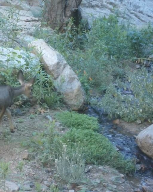 A sweet mule deer finding food and water in Rubio Canyon 🫶⁠
⁠
#trailcamtuesday #muledeer #deer #rubiocanyon #altadena #altadenawildlife #arroyosfoothillsconservancy