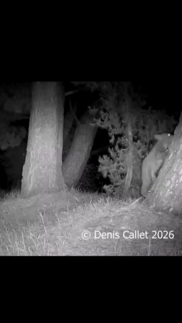 An incredibly cute capture by @deniscallet right near Rosemont Preserve 🥰⁠
⁠
⁠
#trailcamtuesday #blackbear #rosemontpreserve #arroyosfoothillsconservancy