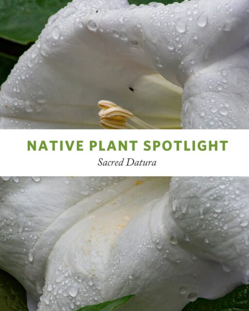 Sacred Datura (Datura wrightii) is one of Southern California's most visually striking native plants. ⁠
⁠
For those of us working to restore habitat on disturbed and degraded urban land, it's hard not to appreciate a native plant that does exactly that... on its own terms, of course. ⁠
⁠
Found along roadsides and canyon edges, Sacred Datura supports specialist pollinators, may be quietly improving contaminated soils, and has a long cultural history across our southwestern landscape. Scroll through to learn more about this beautiful native plant.⁠
⁠
Photos by Althea Edwards, Maya Wali Richardson, and Katie Ryan