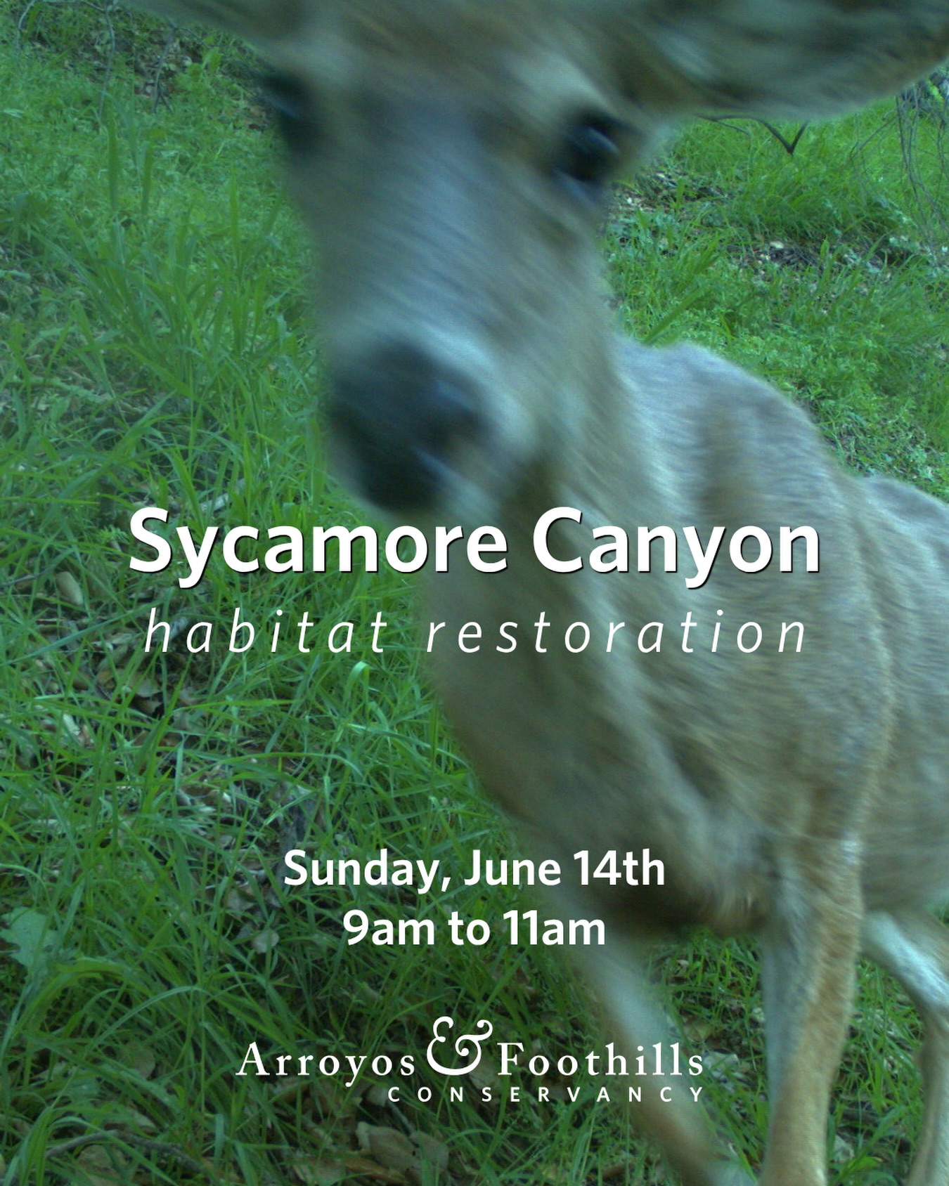 This Sunday, June 14th, help us maintain the critical wildlife corridor of Sycamore Canyon!⁠ ⁠ 🐾🦌

Please bring work gloves and water, and wear sturdy shoes. If available to you, we also recommend bringing a tool such as a shovel, hand pruner, or trowel.⁠ ⁠ 

Register through the volunteer link in our bio. Registration is encouraged, but not required for attendance.⁠