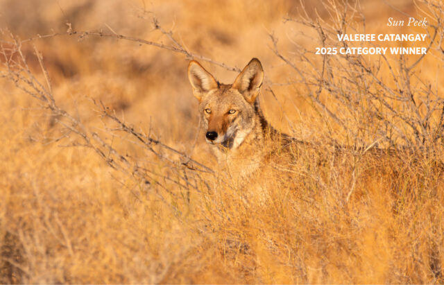 Have you entered our photography contest yet? Your photo could be what changes how someone sees the wildlife in their own backyard. Share a moment of beauty, play, or stillness and help inspire others to care about the incredible mammals of Southern California. ⁠
⁠
Take a look at these submissions to our Mammals category from previous years, and then head to qrcodes.pro/afc-npc (or our link in bio) to submit your own! ⁠
