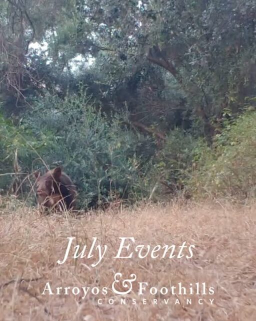 Spend your summer with AFC! This month, we have all kinds of opportunities to get involved with urban conservation 🐻⁠
⁠
In addition to our regularly scheduled weekend restorations,  we're hosting mid-week restoration events at Sunshine Preserve. Plus we have a milkweed giveaway at Cottonwood Canyon and a photography class at Rosemont Preserve, hosted by @edwards.althea ⁠
⁠
Visit our link in bio for more information about all these events. See you this month! ⁠