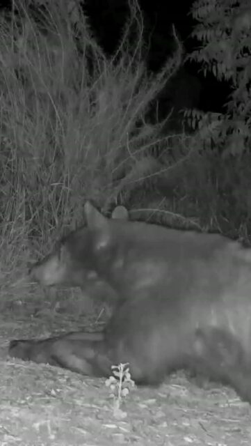 Sleepy! A CA black bear resting at Rosemont Preserve 🫶⁠
⁠
🎥: Denis Callet @deniscallet⁠
⁠
#trailcamtuesday #blackbear⁠
#rosemontpreserve #arroyosfoothillsconservancy