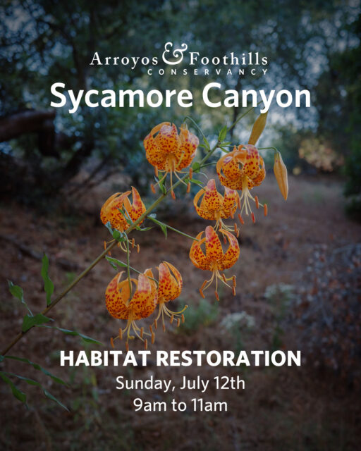 This Sunday, July 12th, you can help maintain the critical wildlife corridor of Sycamore Canyon!⁠
⁠
Please bring work gloves and water, and wear sturdy shoes. If available to you, we also recommend bringing a tool such as a shovel, hand pruner, or trowel.⁠
⁠
Register through the volunteer link in our bio. Registration is encouraged, but not required for attendance.⁠
⁠