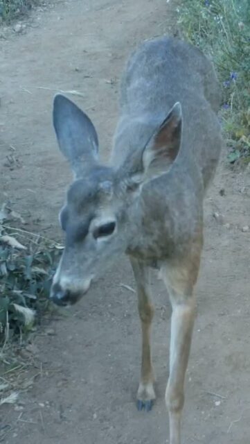 Mule deer taking the path down Rubio Canyon ⁠
⁠
#trailcamtuesday #muledeer⁠
#rubiocanyon⁠
#altadena⁠
#arroyosfoothillsconservancy