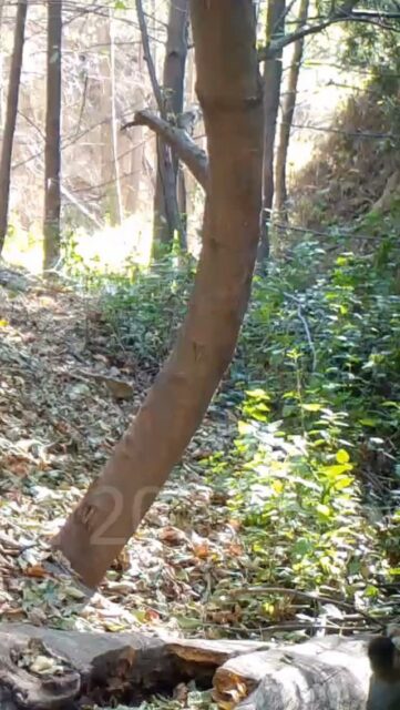 From Denis Callet's archives: a mountain lion with a deer in the foothills⁠
⁠
🎥: @deniscallet⁠
⁠
#trailcamtuesday #mountainlion⁠
#arroyosfoothillsconservancy