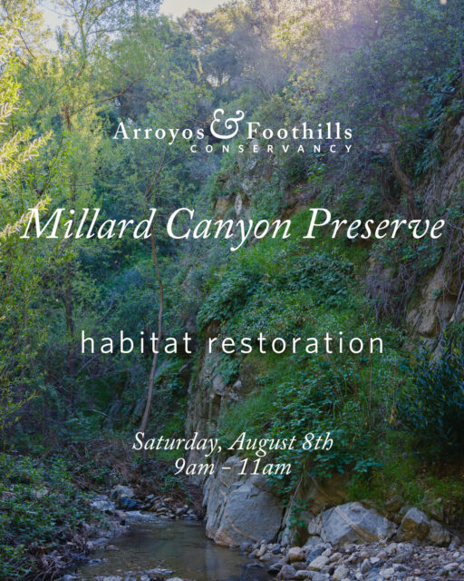 Join us at Millard Canyon Preserve to help maintain this special place as a wildlife refuge! At the moment, restorations are the only time we allow public access to this fragile ecosystem. See why we're protecting it for wildlife and get involved with the restoration efforts - join us on Saturday, August 8th, at 9am!⁠
⁠
If you have them, please bring tools such as weed whackers, pruners, loppers, or other hand tools suitable for cutting and clearing vegetation.⁠
⁠
Registration is requested (link in bio!).