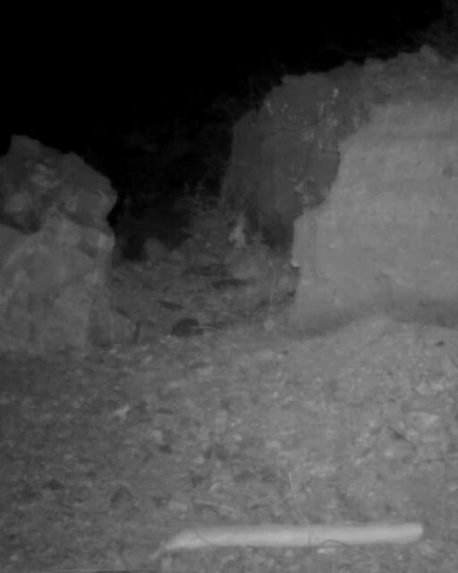 Not one, but TWO mountain lions graced our Rubio Canyon Preserve trail camera recently!⁠
⁠
#trailcamtuesday #mountainlion #rubiocanyon⁠
#altadena #arroyosfoothillsconservancy