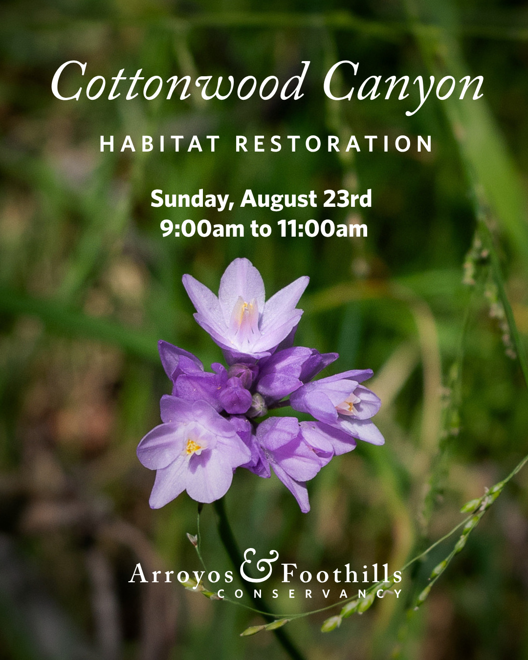 This Sunday, August 23rd, help restore habitat at Cottonwood Canyon in Pasadena! We'll be working to ensure this beautiful area remains a thriving, healthy wildlife corridor. ⁠
⁠
Volunteers will meet at 9am - please bring work gloves and water, and wear sturdy shoes. Please register through the link in our bio. ⁠
⁠
Thanks for supporting urban conservation!