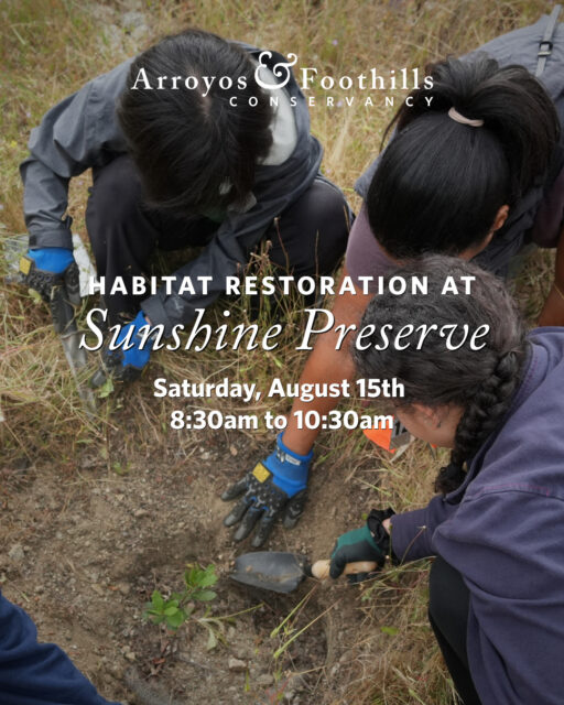 This Saturday, August 15th, join AFC at the Sunshine Preserve in Glendale! Join the community in restoring this open space. ⁠
⁠
Please bring water and we recommend wearing pants, long sleeve shirts, and sturdy shoes. If available to you, we also recommend bringing a tool such as a shovel, hand pruner, or trowel.⁠
⁠
Registration is required for this volunteer event. You can sign up via our link in bio or by visiting arroyosfoothills.org/events⁠
⁠
For all news Sunshine Preserve, follow @thesunshinepreserve 🌞⁠
⁠
Photo by Daniela Galvez⁠
⁠