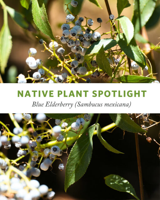 Have you seen this powdery summer berry fruiting in the foothills? ⁠
⁠
In urban ecosystems where protective cover can be scarce, wildlife rely on dense shrubs like Blue Elderberry (Sambucus mexicana). ⁠
⁠
Blue Elderberry offers a lot to our local wildlife throughout its seasonal cycles — its fragrant flowers, ripe berries, dense canopy, and unique branch structure offer food and shelter to hundreds of species. ⁠
⁠
See photos of a Blue Elderberry in bloom at our Cottonwood Canyon preserve, and learn how this plant has supported humans and wildlife across our state for thousands of years. ⁠
⁠
Photos by Katie Ryan