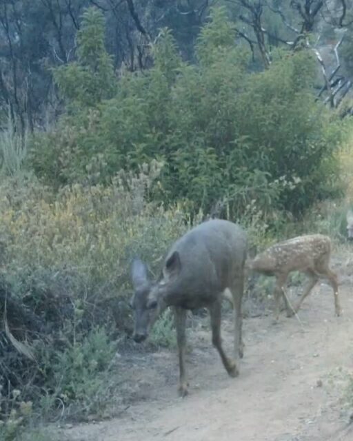 A doe and her two fawns making their way up the trail at Rubio Canyon. When we check the cameras, this steep slope has us pausing for snacks too 😅⁠
⁠
⁠
#trailcamtuesday #muledeer⁠
#rubiocanyon #altadena #arroyosfoothillsconservancy
