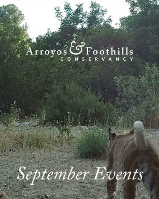 We have a busy month full of fun events for everyone! Join AFC for habitat restorations and open gate days as well as themed guided walks at our Preserves. ⁠
⁠
Don't miss our Urban Conservation Awards at the Autry Museum of the American West on Friday, September 18th. Tickets are going fast so be sure to reserve yours today!⁠
⁠
Plus, this month, we're hosting our Field Trip Docent Trainings where you can lead to lead K-12 students on immersive outdoor experiences. Field trips take place at Rosemont Preserve from September through June, on Wednesday to Friday mornings, and last approximately 1.5 hours. To participate as a docent, volunteers should have general availability during this time frame and are asked to lead a minimum of four trips over the course of the school year.⁠
⁠
Visit our link in bio for more information about all these events. See you this month!