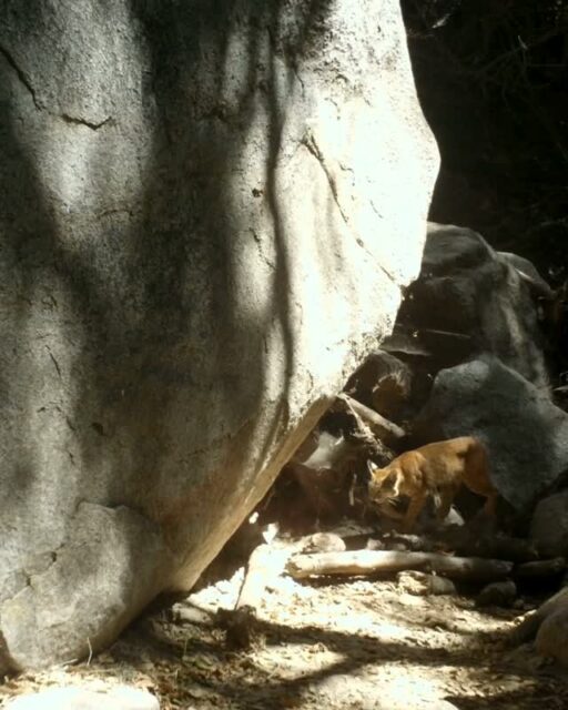A quick glimpse of bobcat under one of the large boulders in Millard Canyon. This Preserve is a special thermal refuge where wildlife can safely escape the heat and urban development.⁠
⁠
⁠
#trailcamtuesday #bobcat⁠
#millardcanyon #altadena⁠
#arroyosfoothillsconservancy