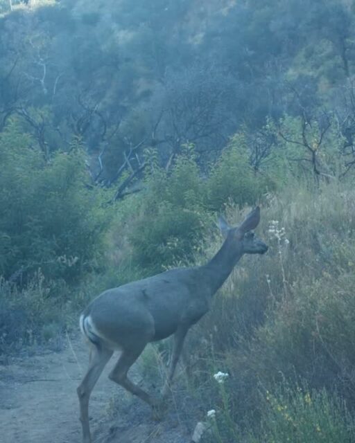 A special moment between a doe and her fawn at Rubio Canyon 🥰⁠
⁠
#trailcamtuesday #deer #rubiocanyon #altadena⁠
#arroyosfoothillsconservancy