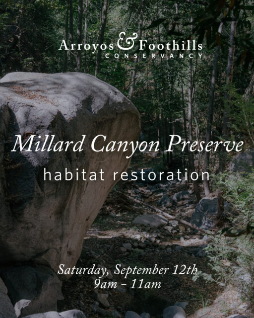 Join us at Millard Canyon Preserve to help maintain this special place as a wildlife refuge!⁠
⁠
This Saturday, September 12th, volunteers will meet at 9am. If you have them, please bring tools such as weed whackers, pruners, loppers, or other hand tools suitable for cutting and clearing vegetation.⁠
⁠
Registration is requested (link in bio!)