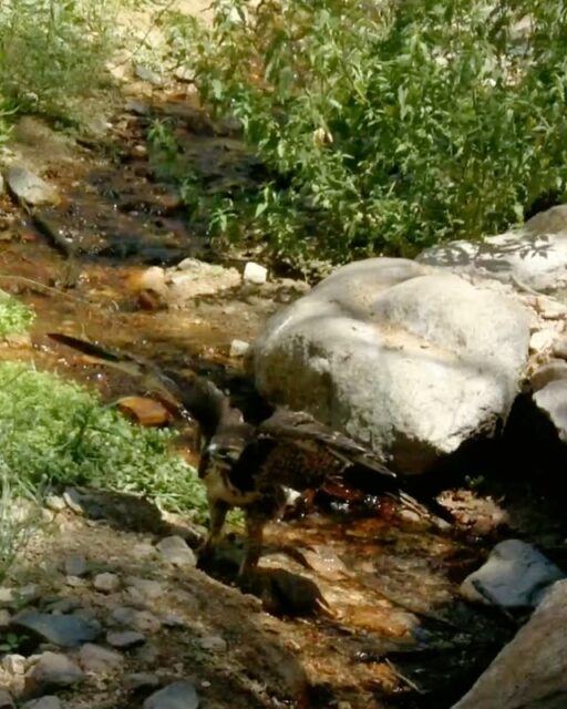 Have you ever seen a hawk drinking? The stream at Rubio Canyon provides water and refuge to terrestrial and aerial animals alike - we were lucky to capture this moment on our trail cam!⁠
⁠
#trailcamtuesday #hawk⁠
#rubiocanyon⁠
#altadena⁠
#arroyosfoothillsconservancy