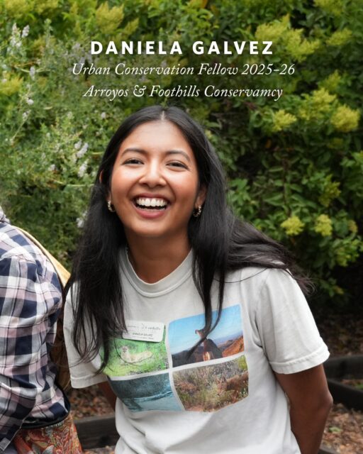 This past year, AFC was lucky to have Daniela Galvez join our team as a California Climate Action Corp Urban Conservation Fellow. In this year-long position, Daniela dove into AFC’s mission, working on habitat restoration, our field trip program, and communications. 

Daniela approached this experience with immense curiosity and passion. She expanded her background in Earth Science into a deep knowledge of local native plants, restoration practices, and outdoor education pedagogies. She greatly connected with the AFC community, interviewing volunteers, leading restoration and community events, and working with students throughout the year on field trips. She also showed a keen interest in advocacy, representing AFC in Washington D.C. and diving into our policy work. 

We’re thrilled that Daniela has decided to stay on for another year of fellowship with AFC! Scroll through to read her reflections on her time thus far as a fellow. You can read her full piece through the link in our bio.