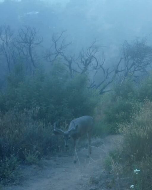 Two bucks with elegant pairs of antlers meandering up Rubio Canyon together 🦌🦌⁠
⁠
#trailcamtuesday #muledeer⁠
#rubiocanyon⁠
#altadena⁠
#arroyosfoothillsconservancy