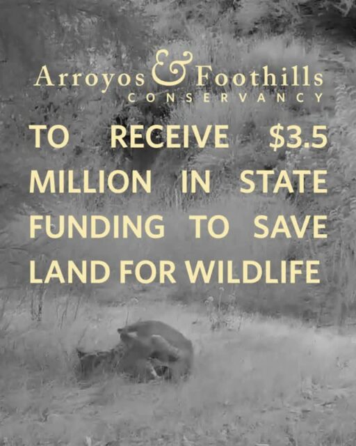 We are thrilled to share the news that $3,575,000 has been allocated for AFC via the Wildlife Conservation Board in the latest CA budget legislation. ⁠
⁠
This is an important investment in the specialized work of conserving natural habitat in one of the country’s most urbanized regions. It will provide critical funding towards the acquisition of four properties we are currently pursuing in Altadena, Glendale, and Shadow Hills, bringing us closer to permanently protecting these strategically important pieces of habitat!⁠
⁠
AFC’s inclusion in the bill was championed by Assemblymembers John Harabedian (D-Pasadena), Mike Fong (D-Alhambra), and Nick Schultz (D-Burbank) — we're so grateful they advocated for urban conservation's place in California's conservation investments.⁠
⁠
Read more about this huge win for wildlife on our website! ArroyosFoothills.org/news⁠
⁠
Video by @deniscallet photo from our Urban Conservation Awards by @average__moe