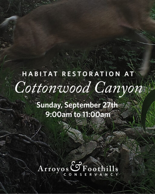 This Sunday, September 27th, help restore habitat at Cottonwood Canyon in Pasadena! We'll be working to ensure this beautiful area remains a thriving, healthy wildlife corridor. ⁠
⁠
Volunteers will meet at 9am - please bring work gloves and water, and wear sturdy shoes.⁠
⁠
Please register through the link in our bio. ⁠
Thanks for supporting urban conservation!