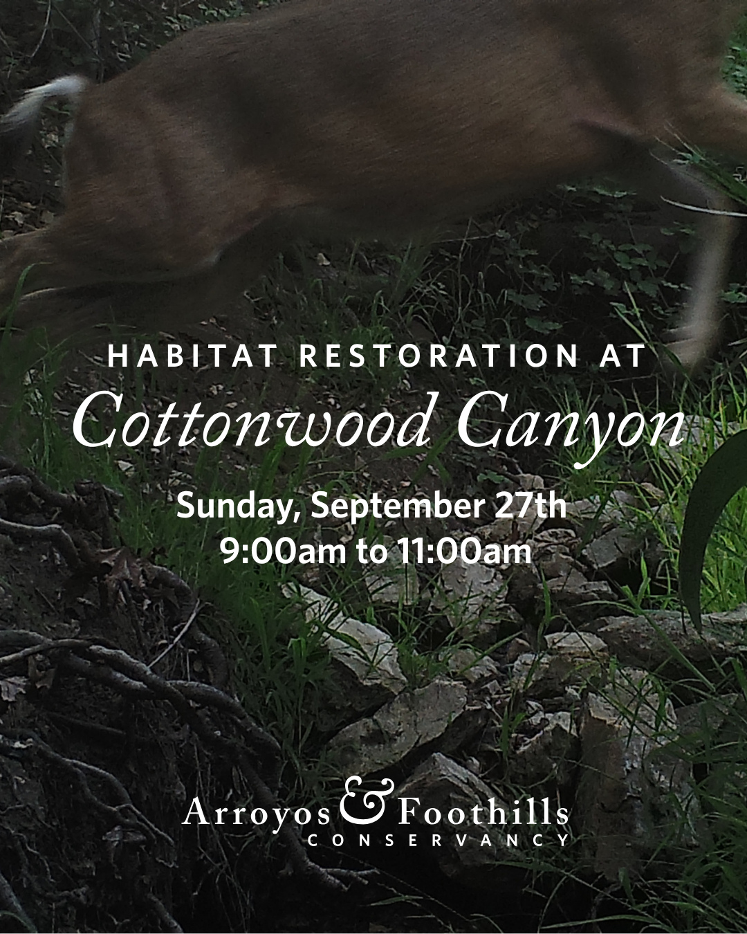 This Sunday, September 27th, help restore habitat at Cottonwood Canyon in Pasadena! We'll be working to ensure this beautiful area remains a thriving, healthy wildlife corridor. ⁠
⁠
Volunteers will meet at 9am - please bring work gloves and water, and wear sturdy shoes.⁠
⁠
Please register through the link in our bio. ⁠
Thanks for supporting urban conservation!